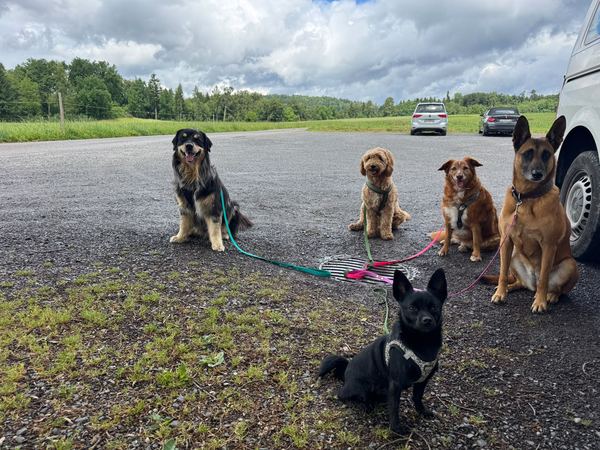 Fünf Hunde warten geduldig beim Bus