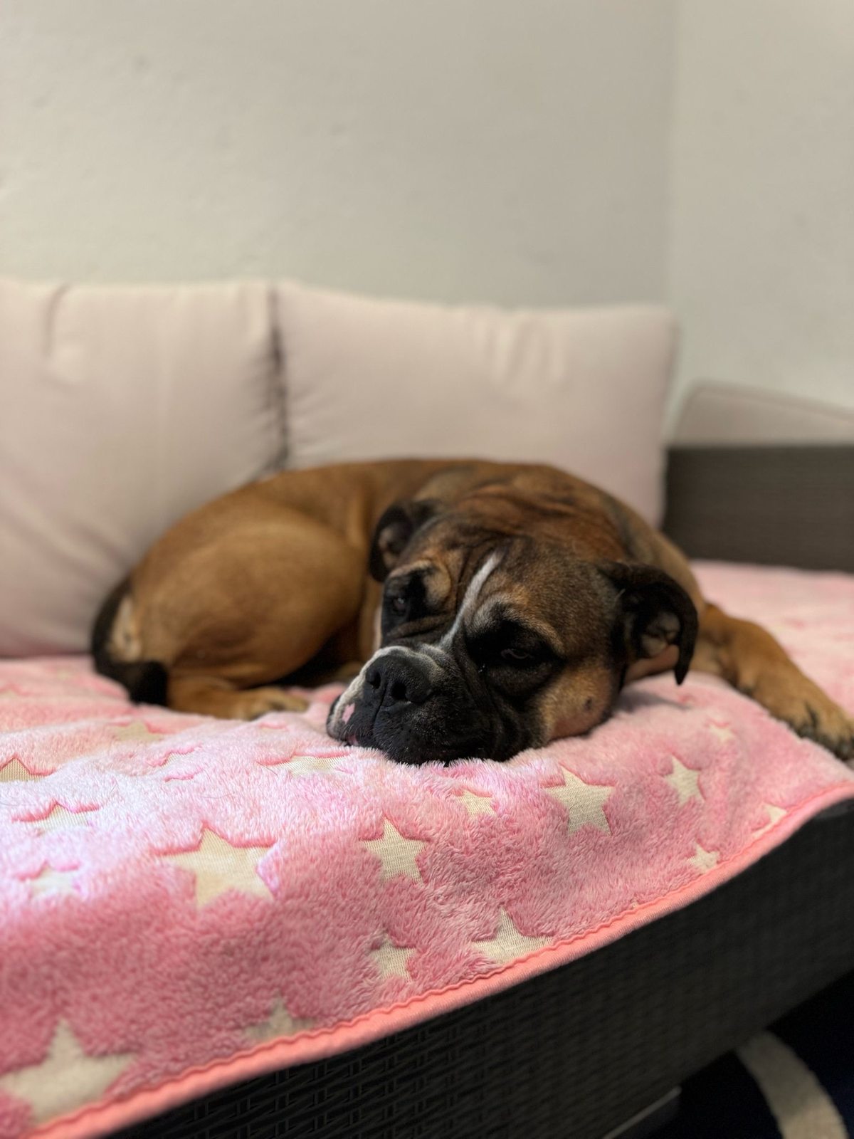 Hund schläft tief und geborgen auf einer weichen Decke