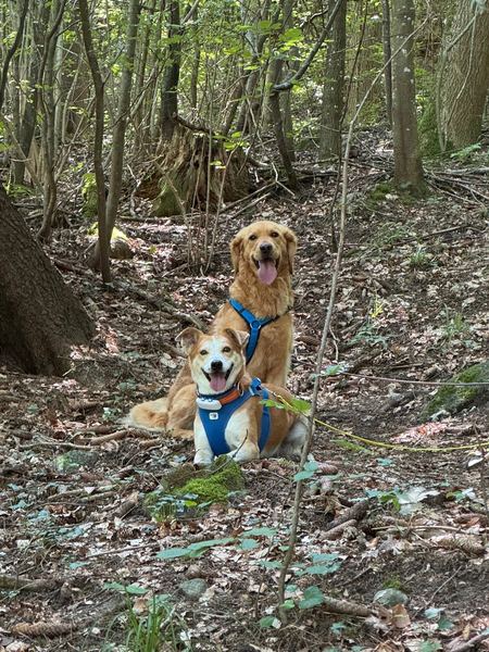 Zwei Hunde im Wald