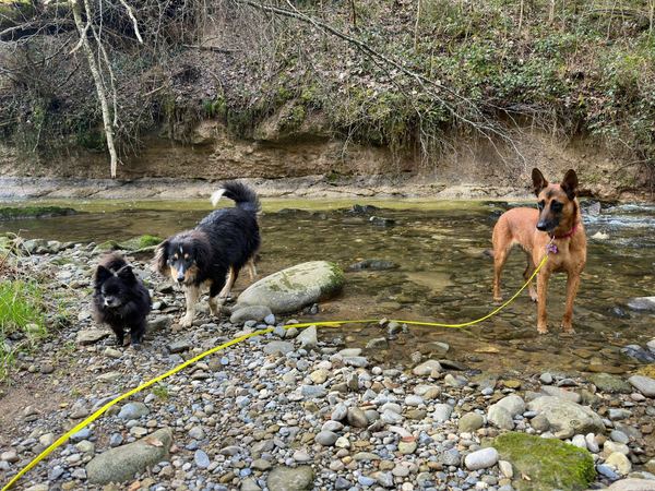 Drei Hunde am Bach im Wald