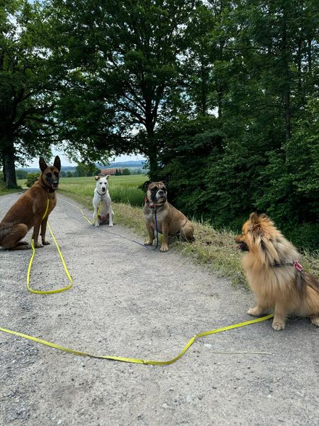 Fünf Hunde am Feldweg mit Panorama