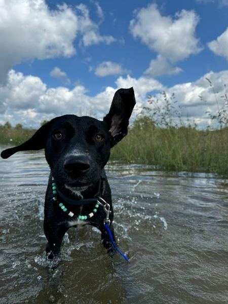 Hund planscht im Wasser unter Wolkenhimmel