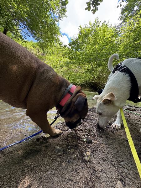 Zwei Hunde schnüffeln am Bachufer
