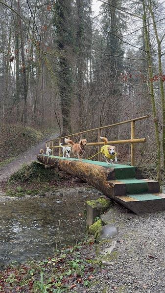 Hunde balancieren über eine Baumbrücke