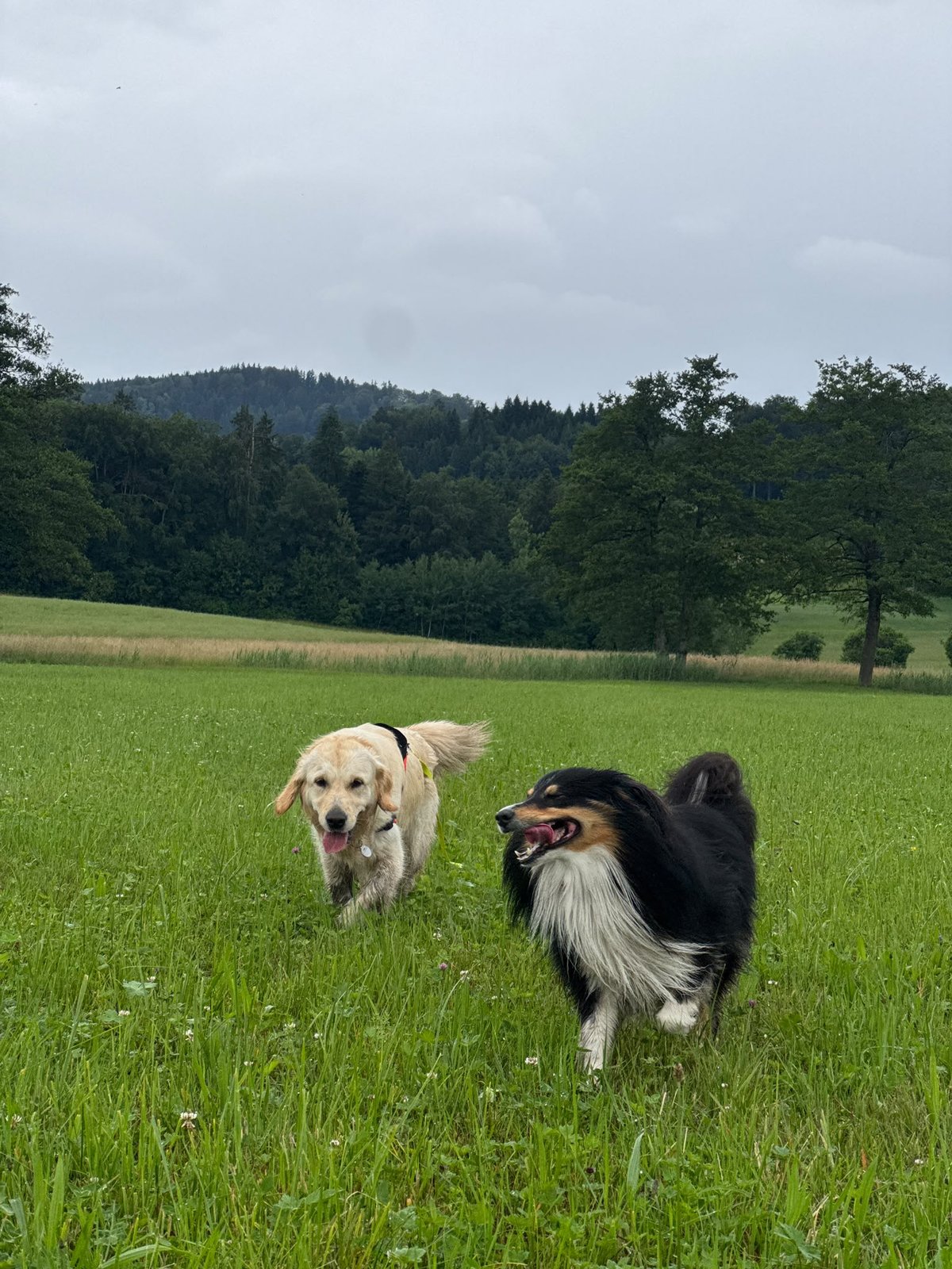 Zwei Hunde geniessen das Wochenende auf der Wiese